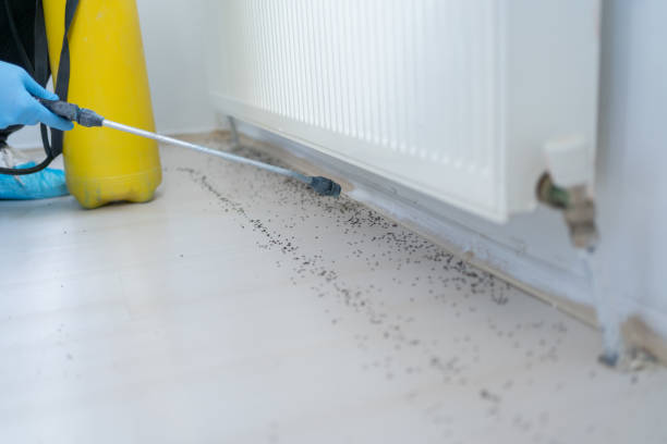 Best Mosquito Control Services  in East Sparta, OH